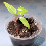 Kako uzgajati grožđe iz sjemena kod kuće u loncu: fotografija, vide...